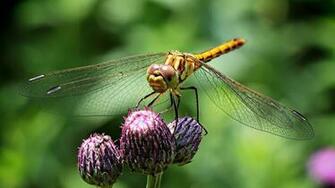 Fantastic HD Dragonfly Wallpaper HDwallsource