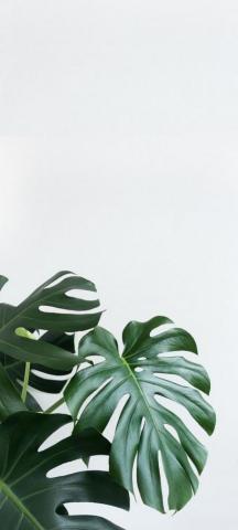 Phone Background Plant Wallpaper Leaves iPhone