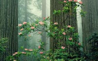Redwood Sequoia National Park Wallpaper