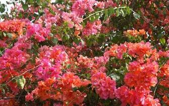 High Definition Wallpaper Photo Tropical Html