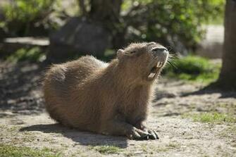 Capybara Wallpaper 9h5x43u 4usky