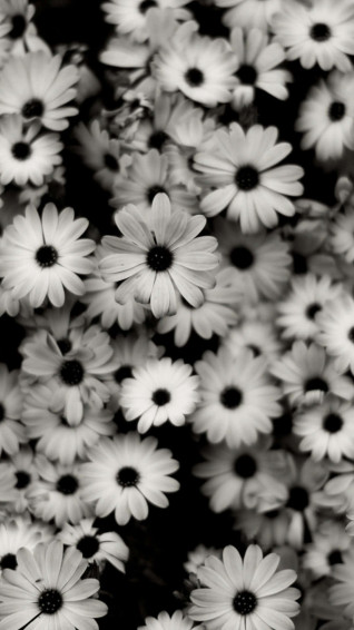 Black And White Flower Background Wallpaper
