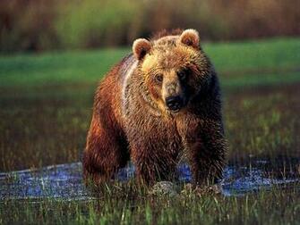 Grizzly Bears Wallpaper