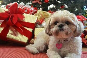 Tomorrow My Owners Are Gong To Wake Up With All The Presents Gone