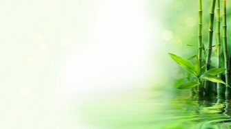 Bamboo Background Image
