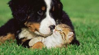 Cats Dogs Kittens Grass Animals Puppy Cute Love Wallpaper
