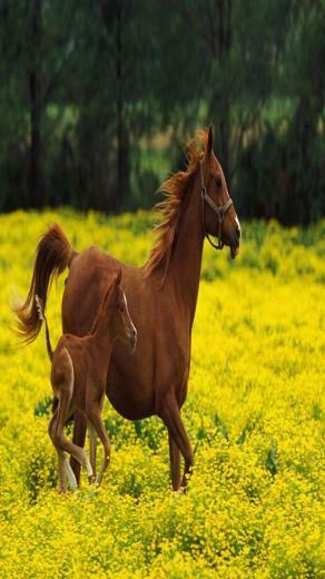 X Jpeg 81kb Horses HD Wallpaper For All Resolution