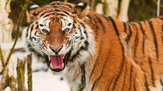 Tiger Super Photo Shoot Long Body King Animal Lovers