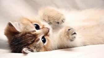Kitten Desktop Background Wallpaper High Definition Quality