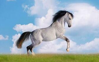 Jpeg V Image S Horse Galloping