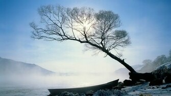 Winter Trees Wallpaper