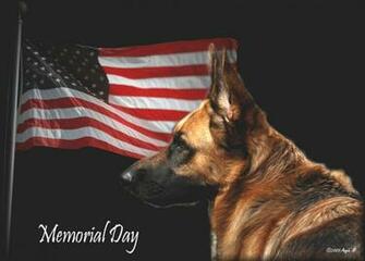 German Shepherd Wallpaper Wall Papers