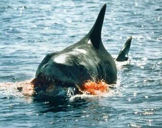 Jaws HD Wallpaper In Movies Imageci