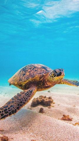 Justyna On Woda Ryby Turtle Wallpaper Sea