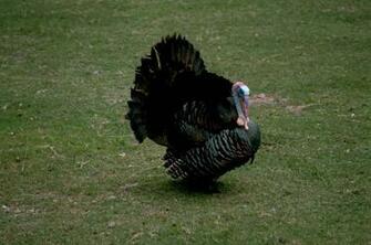 Eastern Wild Turkey Bird Male Public Domain Image Is In