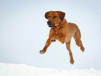 Best Rhodesian Ridgeback Wallpaper