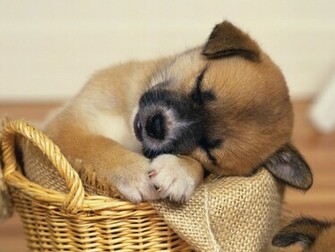 Very Cute Puppy Wallpaper Tech Tips