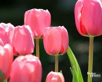 Spring Desktop Wallpaper Bhg