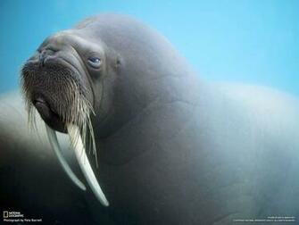 Walrus Wallpaper