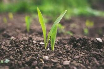 Agriculture Pictures Image