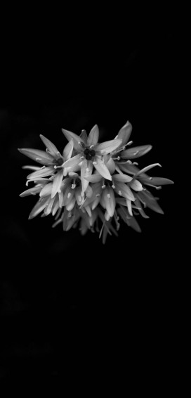 Flowers 4k Ultra HD Dark Phone Wallpaper
