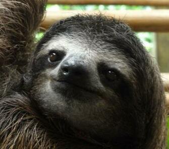 Sloth With Glasses Photo Essay