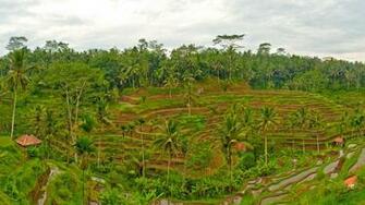 Rice Terraces Bali Wallpaper Pixels