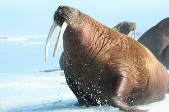 Walrus Wallpaper