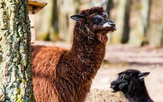 Brown Alpaca At The Tree Wallpaper