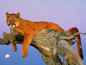 Cougar Desktop Wallpaper Animal Wp S Pinte