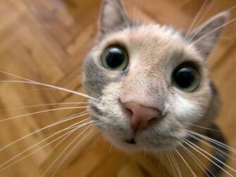 Cat Funny Wallpaper Cool Photos For Mobile iPhone Windows Desktop