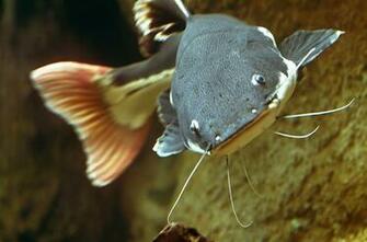 Blue Catfish Wallpaper