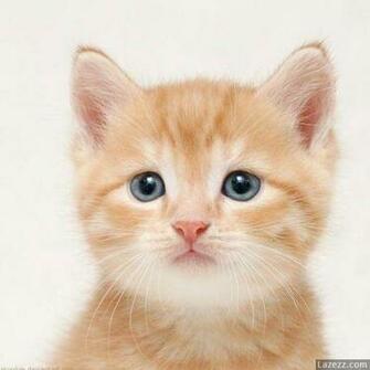 Very Cute Cat Cats Picture