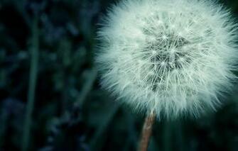 Wallpaper Grass Dandelion Image For Desktop Section