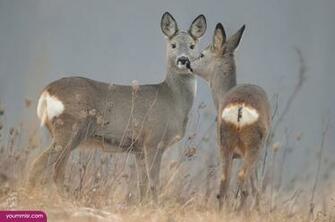 White Tailed Deer Pictures Dhabi Facts Wallpaper