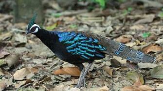 Peafowl Wallpaper First HD