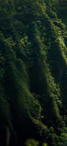Aerial Photo Of Forest iPhone Wallpaper