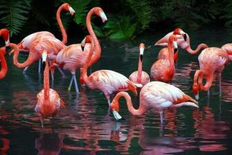Flamingo Computer Wallpaper Desktop Background Id