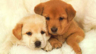 Puppy Wallpaper