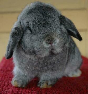 The Chinchilla