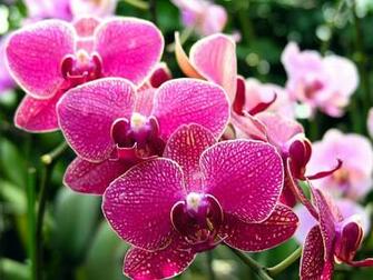 Beautiful Orchid Liveinternet