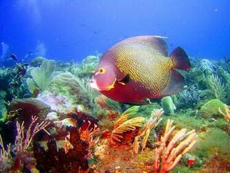Marine Fish Wallpaper WallscreenHD