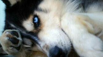 Husky Sib Rien Wallpaper
