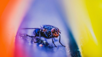 Insect HD Wallpaper