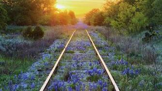 Texas Railroad Tracks Covered In Bluebonnet Flowers Wallpaper