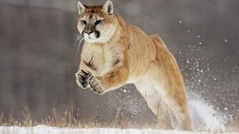 Cougars Wallpaper
