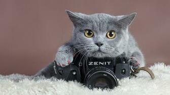 Description Cute Gray Cat With Camera Wallpaper Desktop