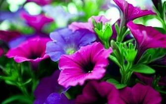 Nature Flower Wallpaper