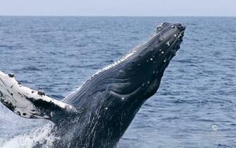 Humpback Whale
