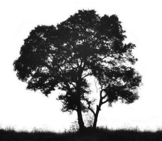 Tree Silhouette Of A Black And Grass Against White